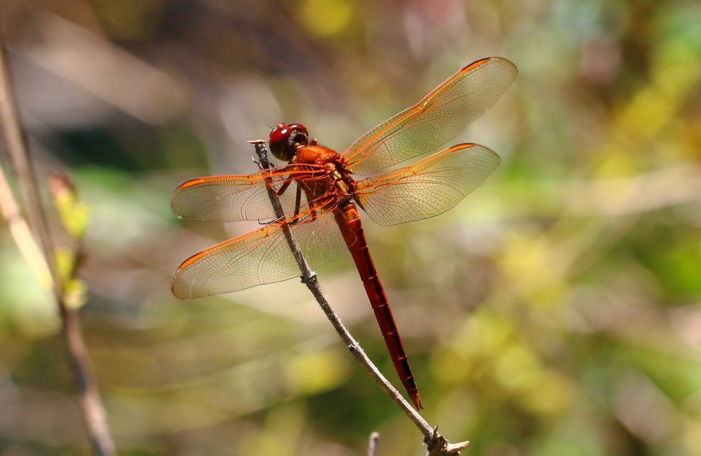 Needham's Skimmer Dragonfly.