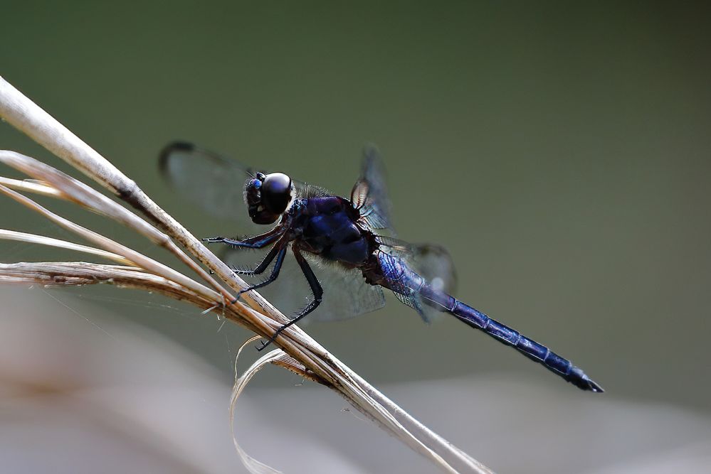 Slaty Skimmer Dragonfly.
