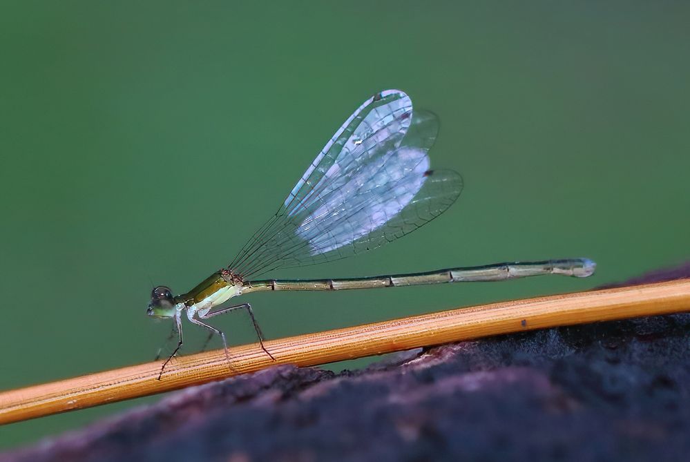 Southern Sprite Damselfly. The smallest damsel I've ever photographed - 1/2".