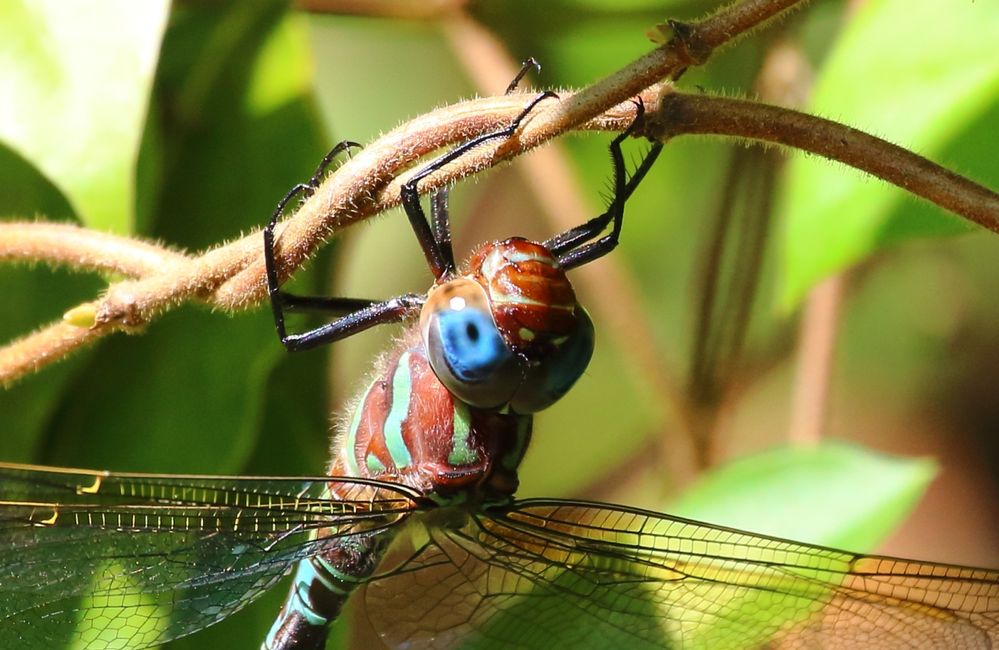 Swamp Darner Dragonfly. The biggest dragon I've photographed - 4"