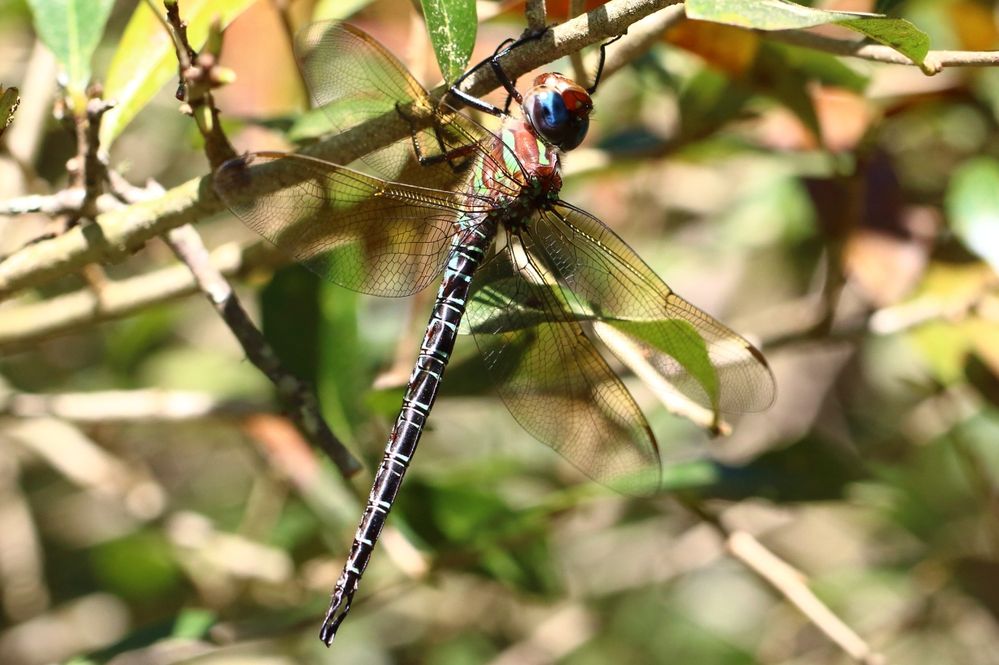Swamp Darner Dragonfly.
