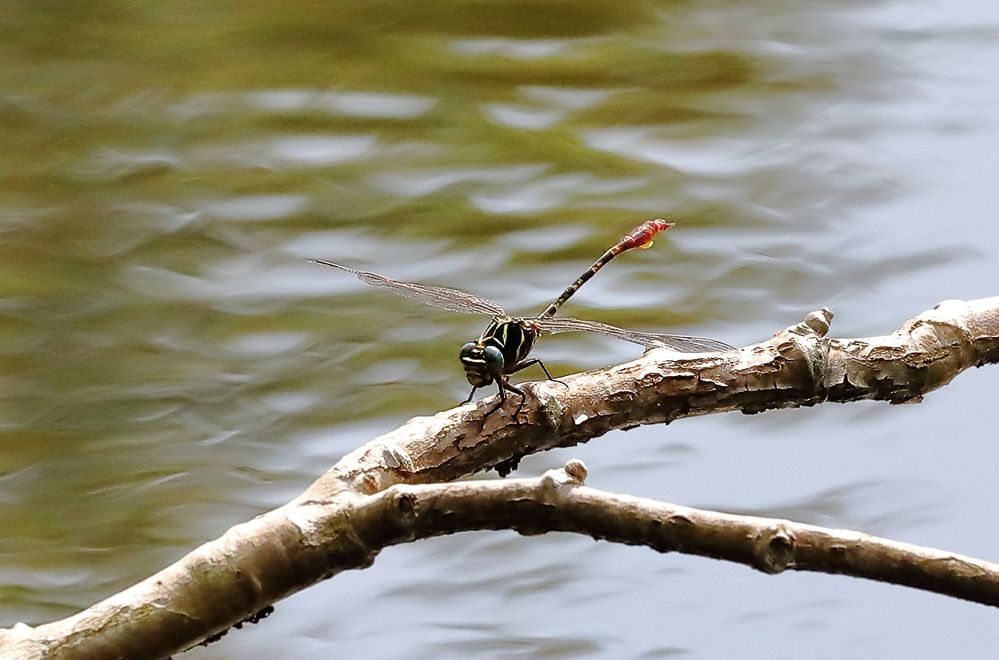 Two-striped Forceptail Dragonfly.