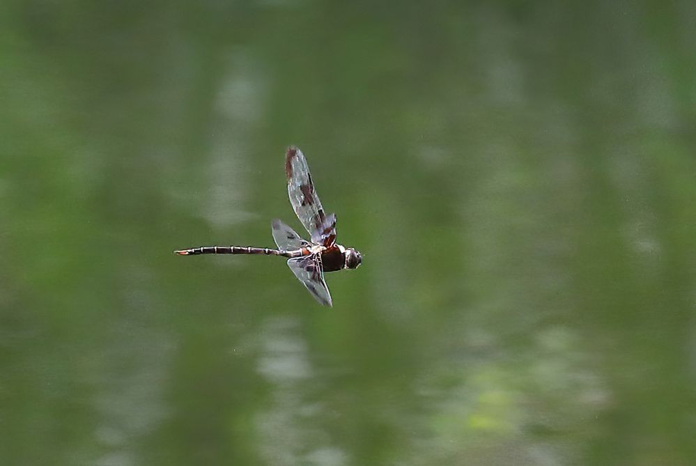 Prince Baskettail Dragonfly.