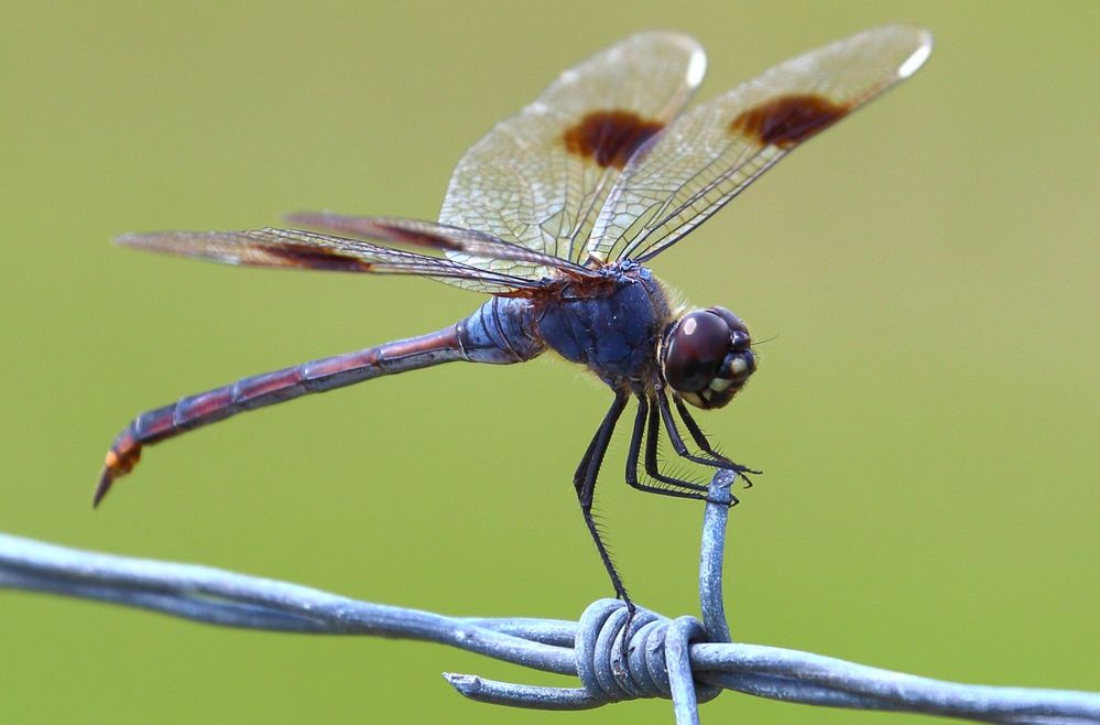 Four-spotted Pennant Dragonfly, male.