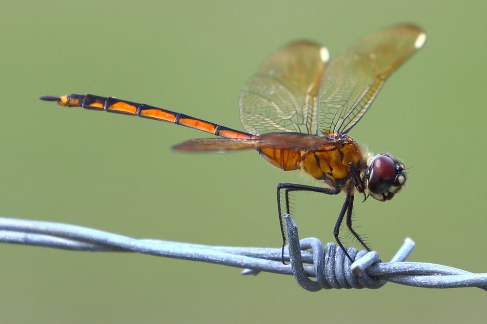 Four-spotted Pennant Dragonfly, female.