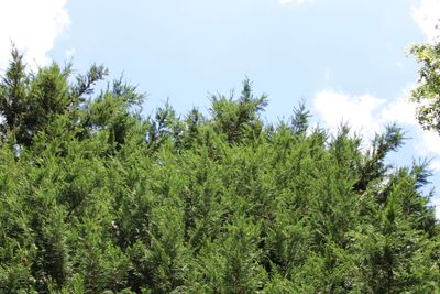 Canon - EOS Rebel T7 - RAW (3 2).thumb.jpg