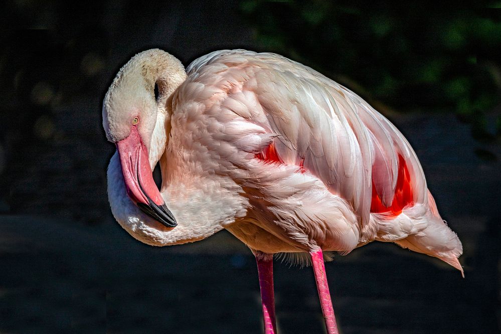 Canon EOS 7DMkII, Sigma 150-600@ 403mm, f/8, 1/800sec, ISO-100