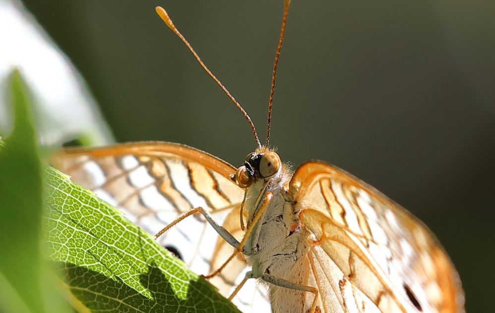 White Peacock Butterfly.