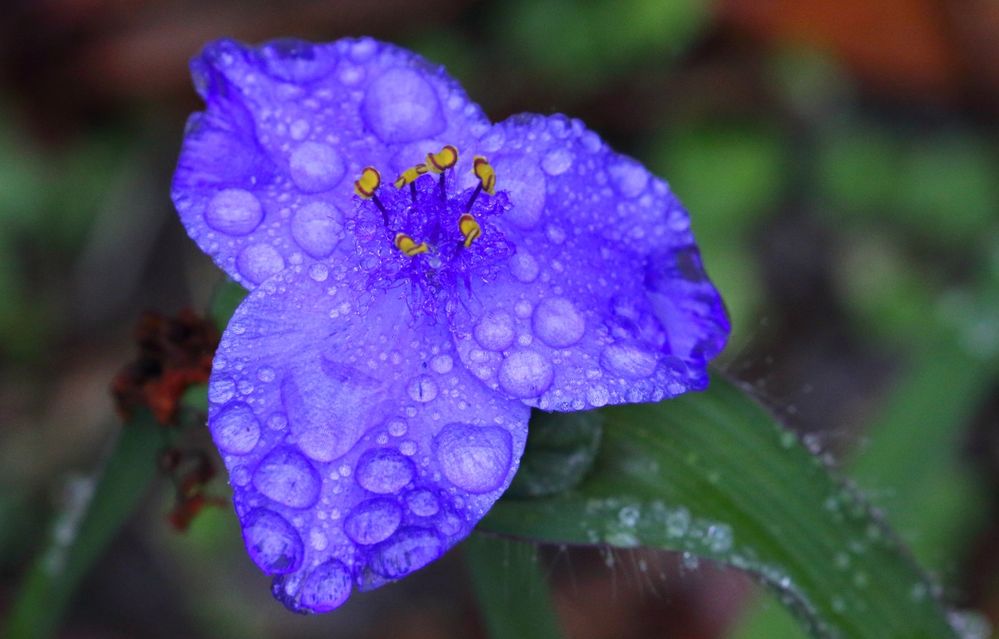 Spiderwort.