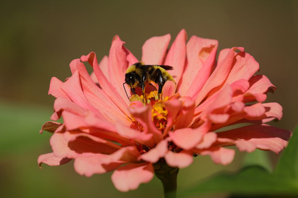 Zinnia with American Bumble Bee (Bombus pensylvanicus) in Norman, Oklahoma, September 15, 2022