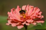 Zinnia with American Bumble Bee (Bombus pensylvanicus) in Norman, Oklahoma, September 15, 2022