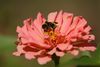 Zinnia with American Bumble Bee (Bombus pensylvanicus) in Norman, Oklahoma, September 15, 2022