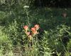 Castilleja indivisa (also called Indian Paintbrush) and Achillea millefolium (also called Common Yarrow) blooming in Norman, Oklahoma, May 27, 2022, EF-S 18-135mm f/3.5-5.6 IS USM, focus stack of 8 images, F/9, 18mm, 1/64