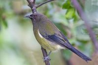 Riroriro (Grey Warbler): 500mm, f/7.1, 1/250 sec, ISO-6400