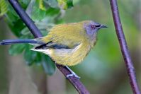 Female Korimako (Bellbird): 500mm, f/8, 1/200 sec, ISO-6400