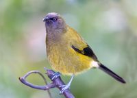 Male Korimako (Bellbird): 500mm, f/7.1, 1/200 sec, ISO-6400