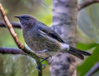Titipounamu (Rifleman): 428mm, f/8, 1/80 sec, ISO-3200