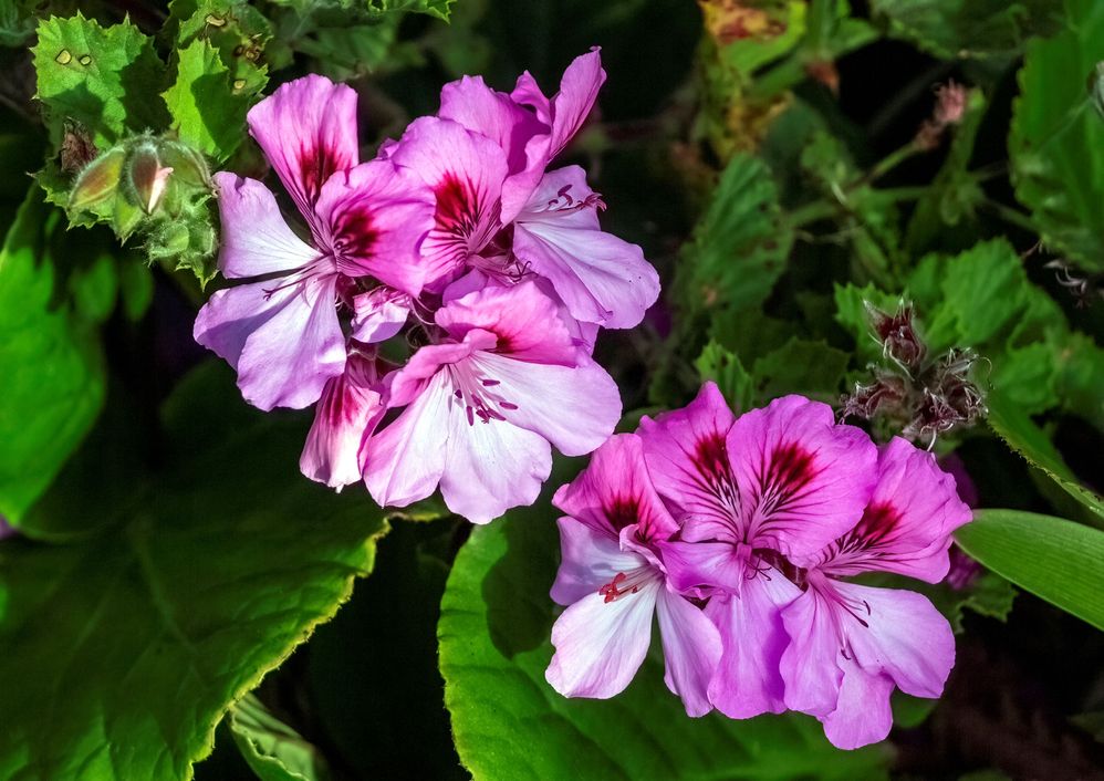 135mm, f/6.3, 1/1000sec, ISO-200