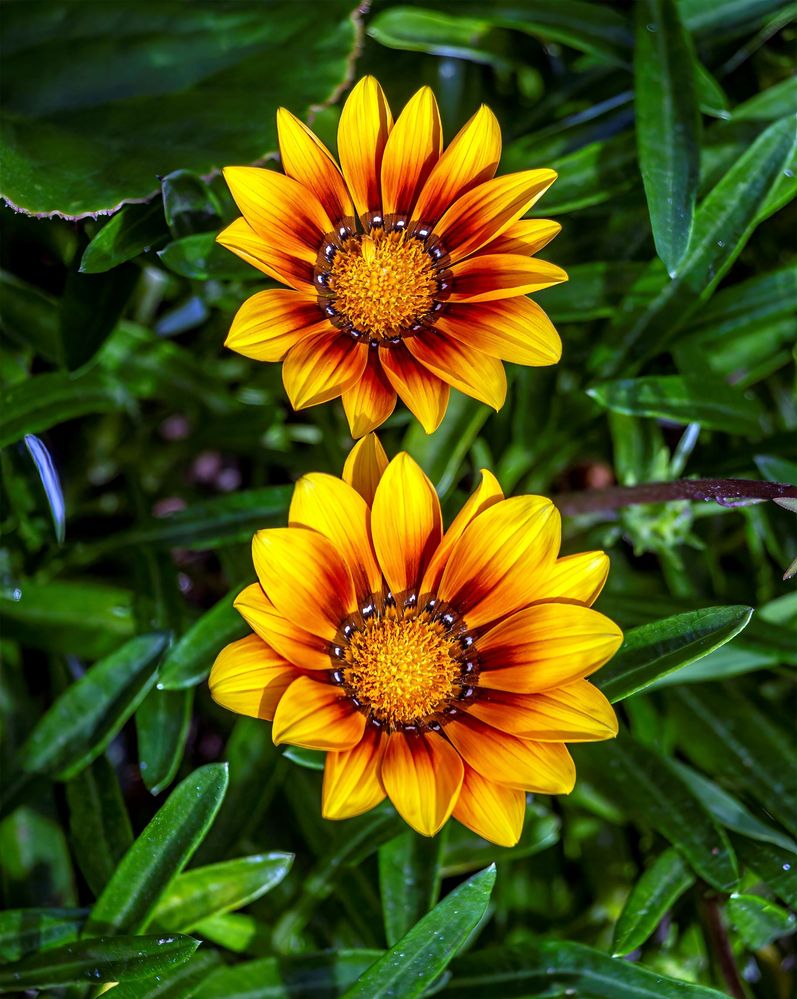 135mm, f/6.3, 1/500sec, ISO-200