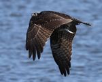 Osprey carrying fish Oct. 18, 2022 scaled to 75% to make upload possible