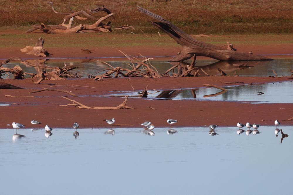 Franklin's Gull (Leucophaeus pipixcan) on Red Mud at Lake Thunderbird in Norman, Oklahoma, October 31, 2022; F/13, ISO 320, 1/395 s, distance abou 400 meters, 800mm, EF100-400mm f/4.5-5.6L IS II USM +2x III, reduced to 75% to make small enough