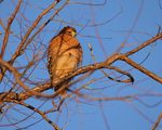 Red-shouldered Hawk, EOS R5, EF100-400mm f/4.5-5.6L IS II USM +1.4x III