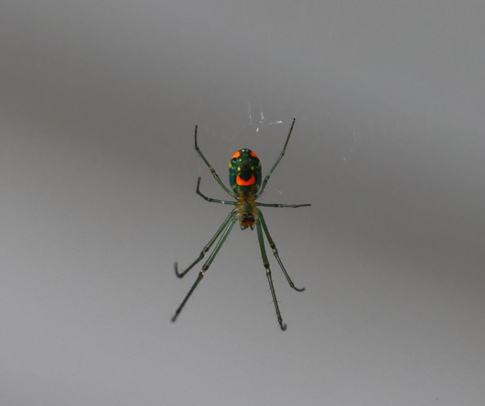 Orchard Orb Weaver. This gal is a tiny 1/4". Taken with the EF 100-400mm L II.