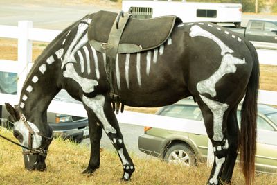 Halloween horse.jpg