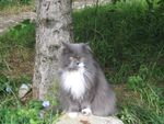Profile (astorki)