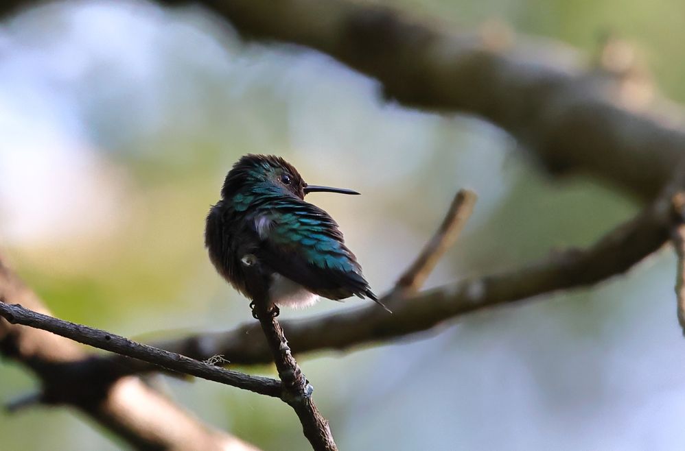 Ruby-throated Hummingbird.