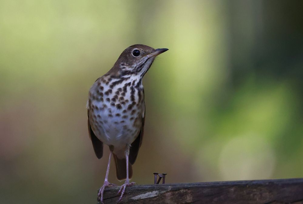 Hermit Thrush.