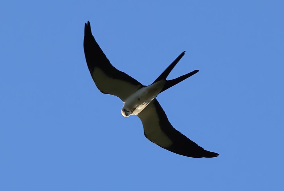 Swallow-tailed Kite.