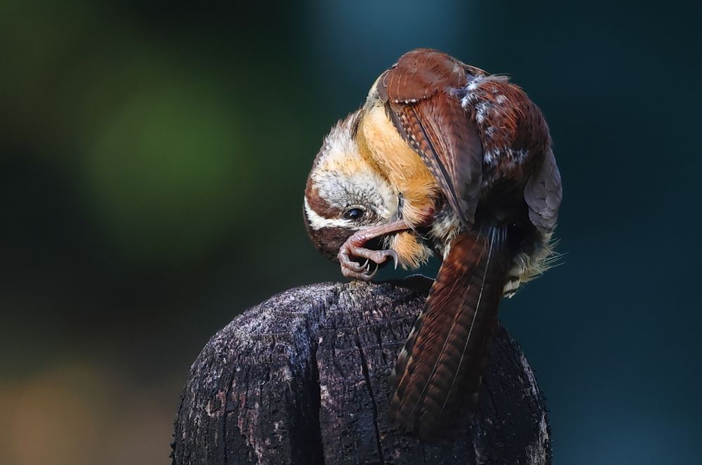 Carolina Wren.