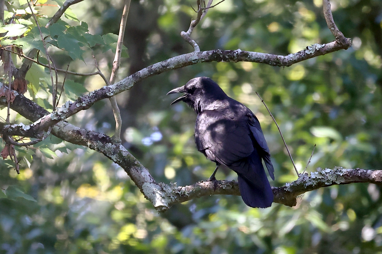 Minimum Focusing Distance Question about Canon RF Canon Community