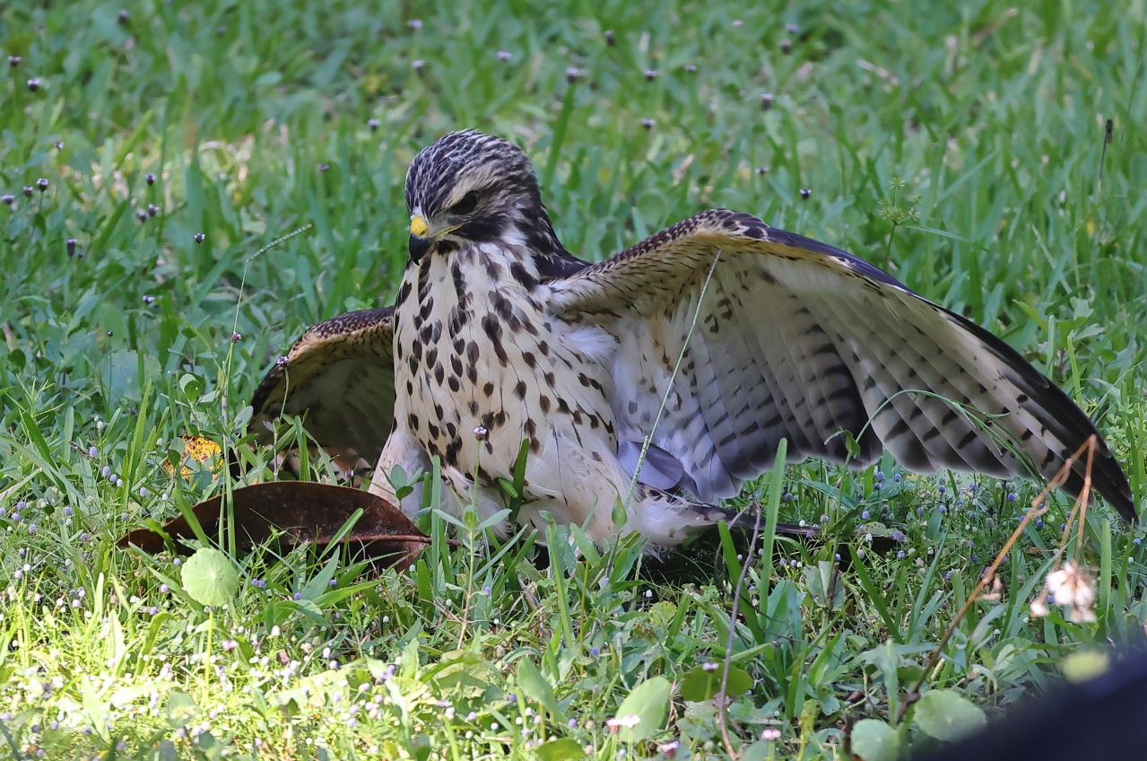 Minimum Focusing Distance Question about Canon RF Canon Community