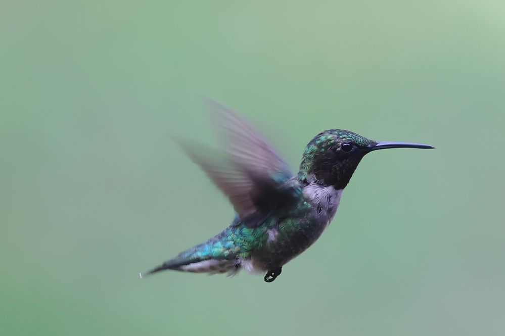 Ruby-throated Hummingbird.