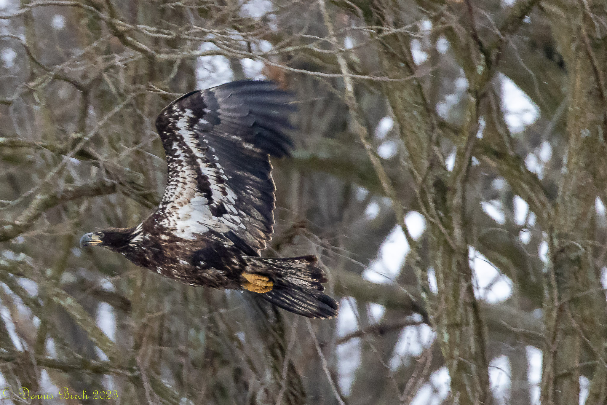 EOS R5 Image quality and focus issues Canon Community