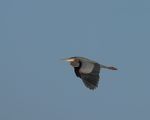 Great Blue Heron, Nov. 16, 2022, far way, cropped small