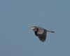 Great Blue Heron, Nov. 16, 2022, far way, cropped small