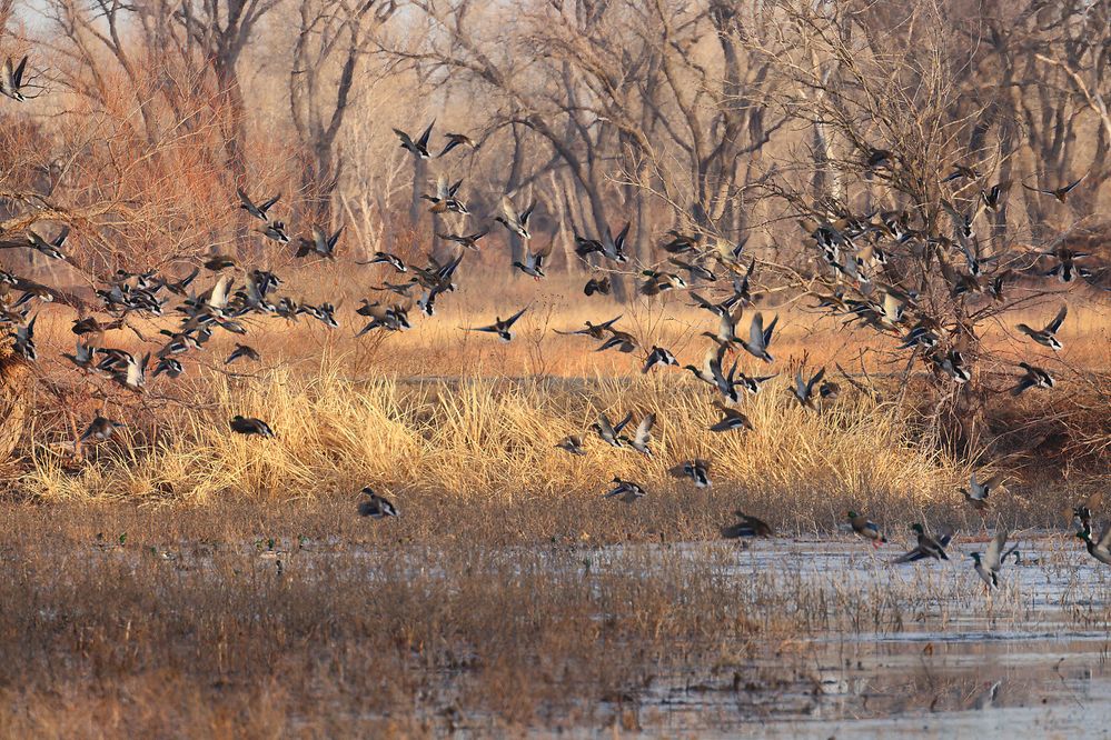 size reduced to permit upload, Mallards Jan. 17, 2023, far away but I still startled them