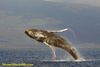 Humpback Whale - The Ultimate Flying Machine