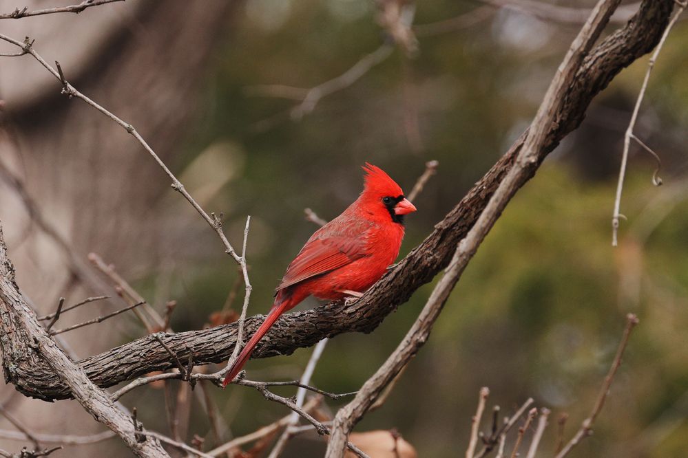 Northern Cardinal (Cardinalis cardinalis) in Norman, Oklahoma, United States on February 19, 2023