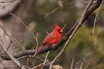 Northern Cardinal (Cardinalis cardinalis) in Norman, Oklahoma, United States on February 19, 2023