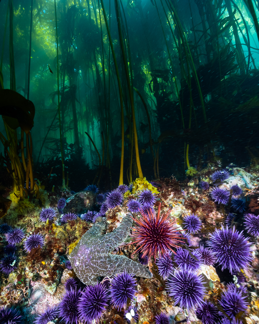 Northern California Kelp Forest Canon Community