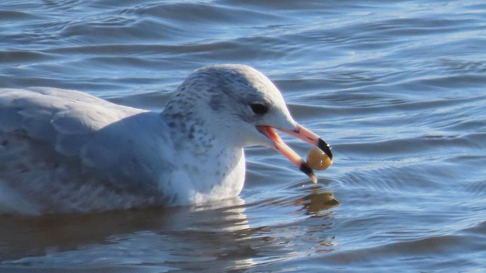 Glaucous Gull - Sewaren NJ
