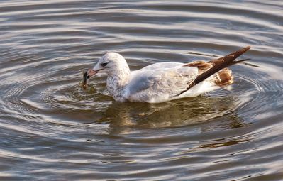 Ring-billed Gull with fish.jpeg