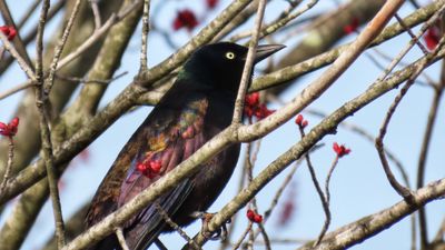 Common Grackle.jpeg