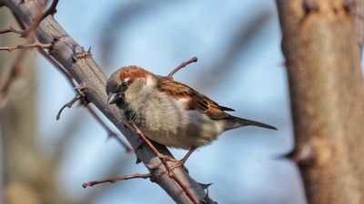 House Sparrow.jpeg