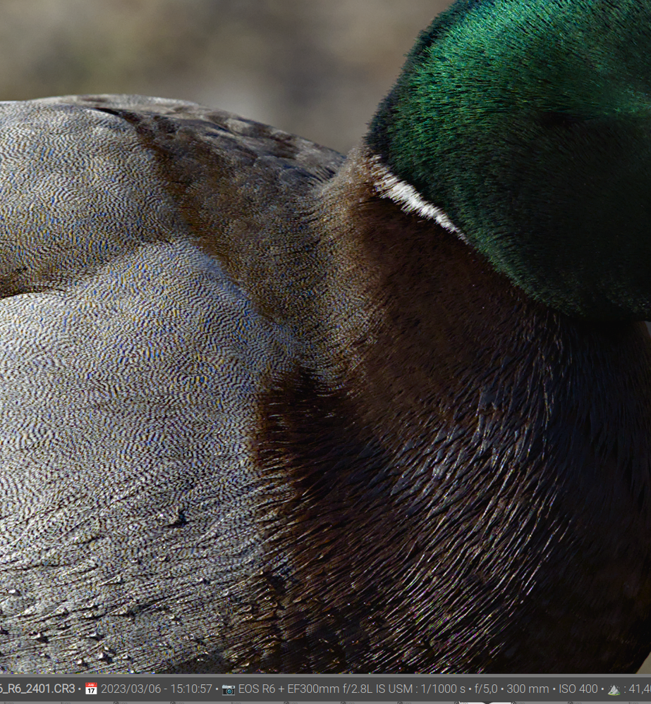 R6 with demosaicing method RCD