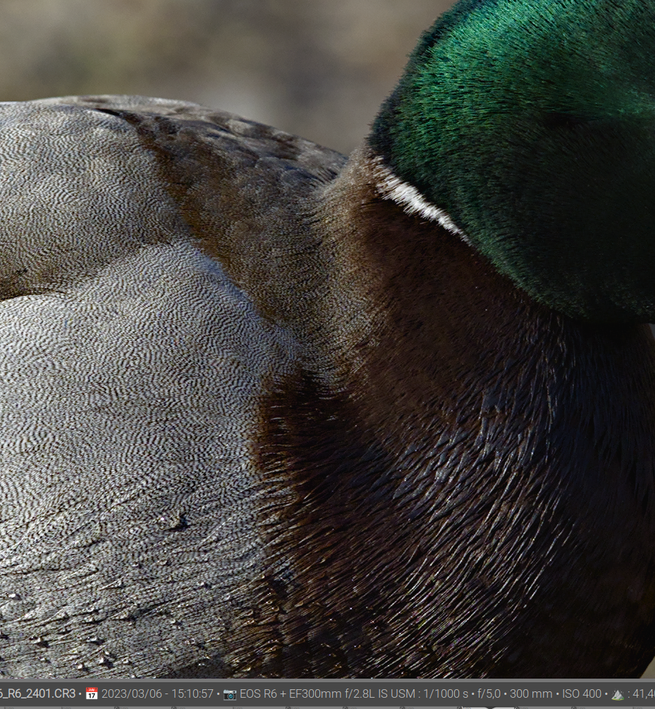 R6 with demosaicing method LMMSE